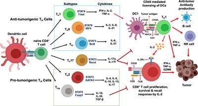 Differentiation and Regulation of TH Cells: A Balancing Act for Cancer Immunotherapy